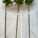 Javor mliečny (Acer platanoides) ´GLOBOSUM´ - výška 220-240 cm, obvod kmeňa 8/10 cm, kont. C30L